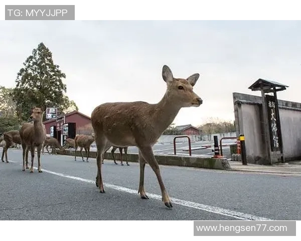雄鹿队与鹿的精彩对决揭示了篮球与自然的奇妙联系